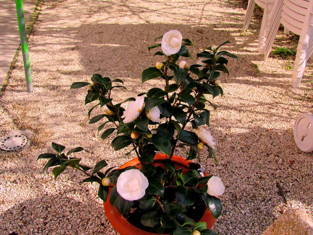 Villa Maria Bed & Breakfast, Corridonia, Marche Εξωτερικό φωτογραφία